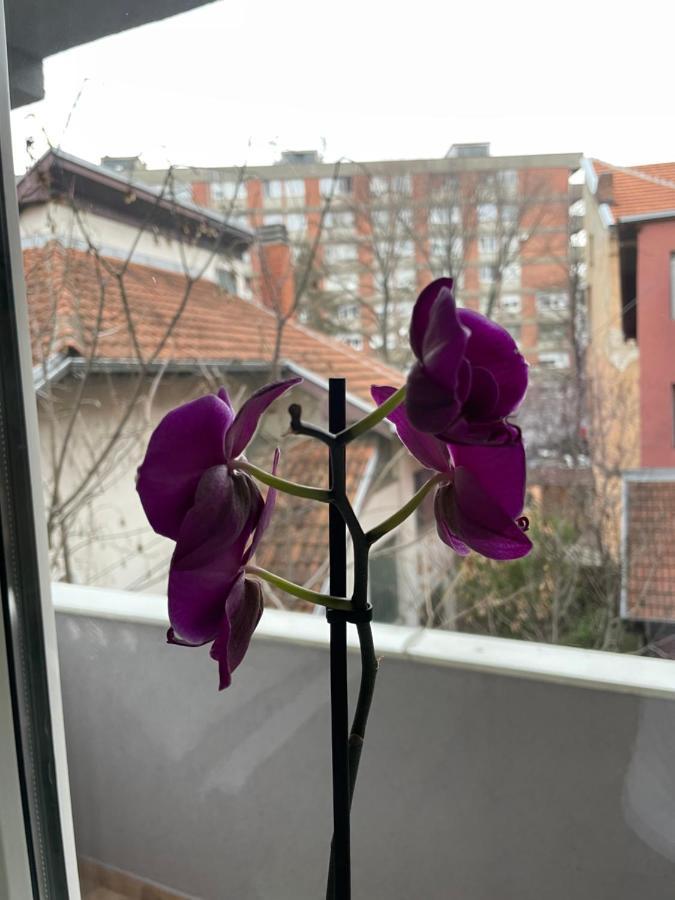 Apartman Afrodita Lux 1 Ni Buitenkant foto